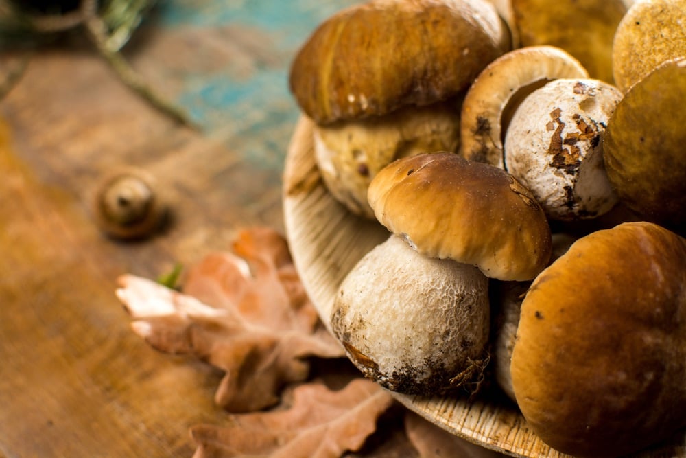 I funghi porcini sono un tipico ingrediente della cucina del Monte Amiata
