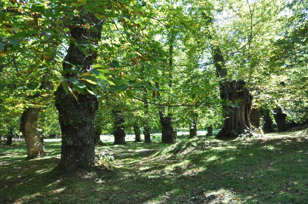 Alberi nel Parco dell'Orecchiella, riserva naturale in Garfagnana, Toscana