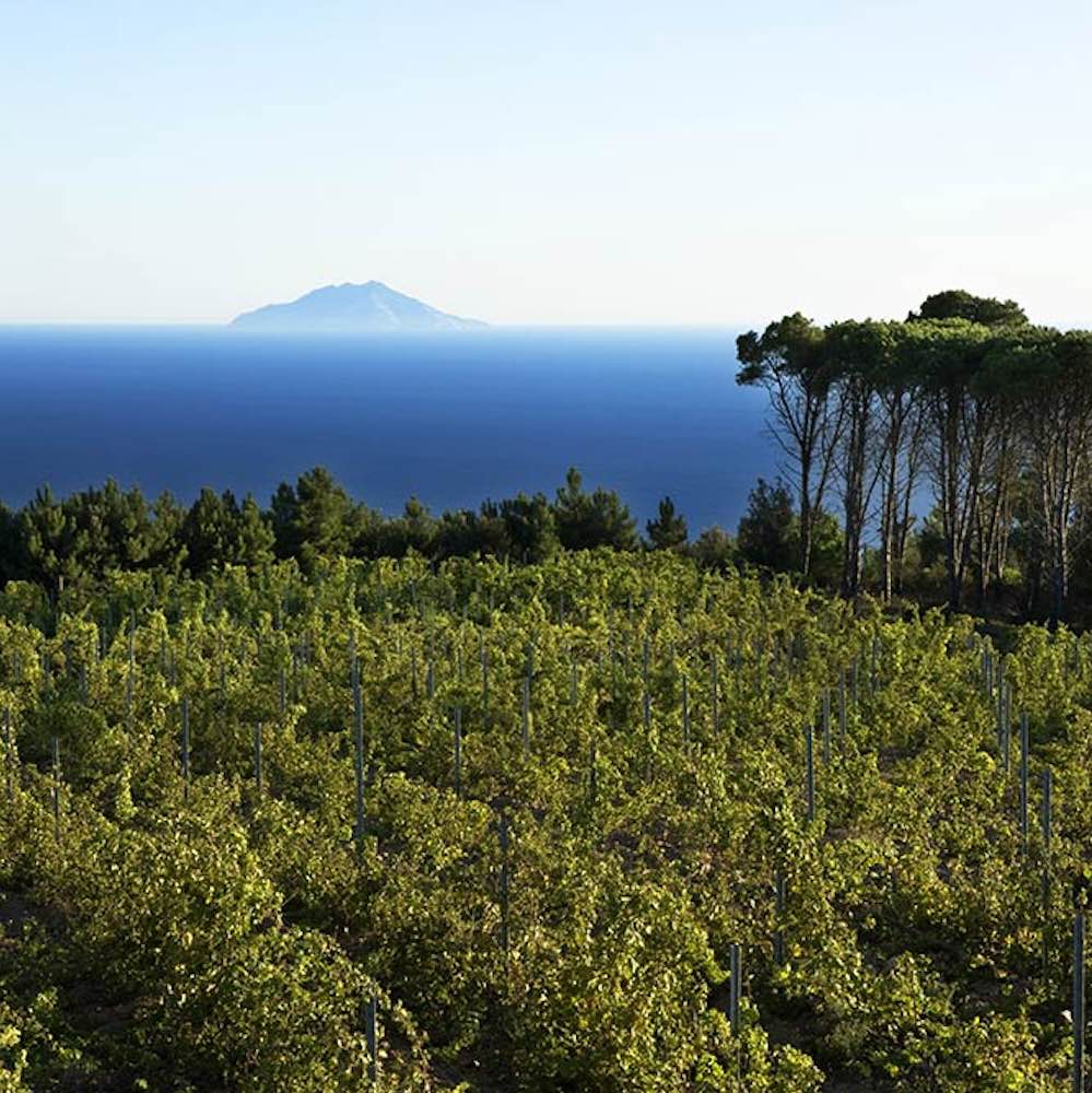 La Tenuta delle Ripalte all'Isola d'Elba è una delle migliori cantine in Toscana per degustazioni di vino