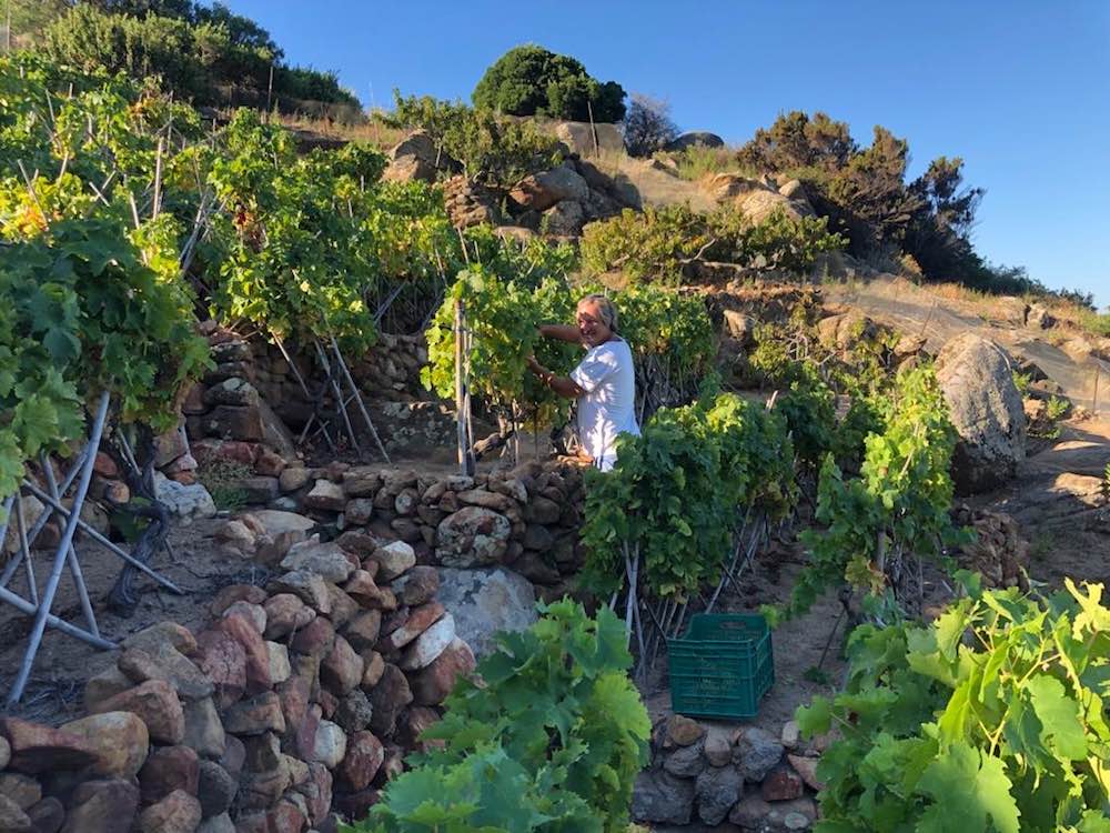Bibi Graetz nelle vigne dell'Isola del Giglio dove si produce Gigliese
