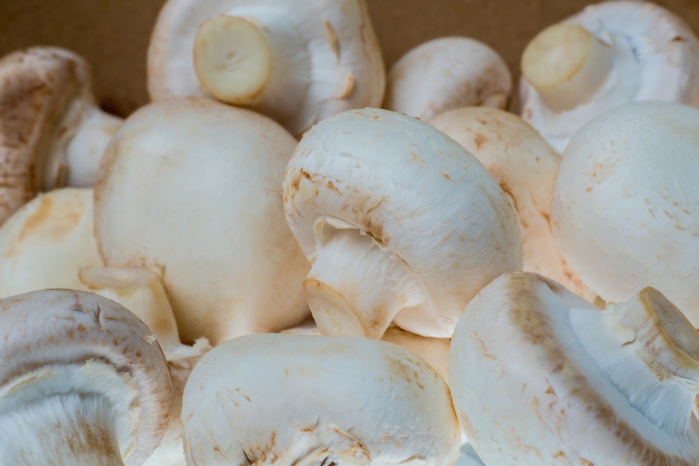 I prataioli o champignon sono funghi comuni in Toscana