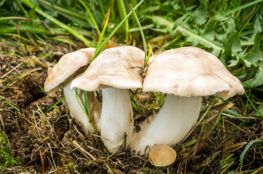Il prugnolo è un tipico fungo edibile della Toscana