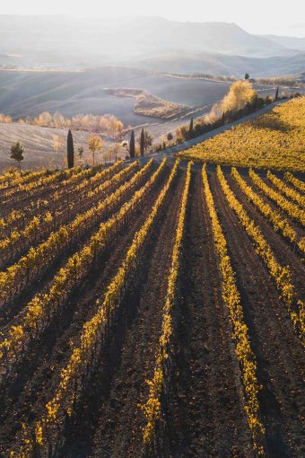 Toscana in verticale - Vigneto
