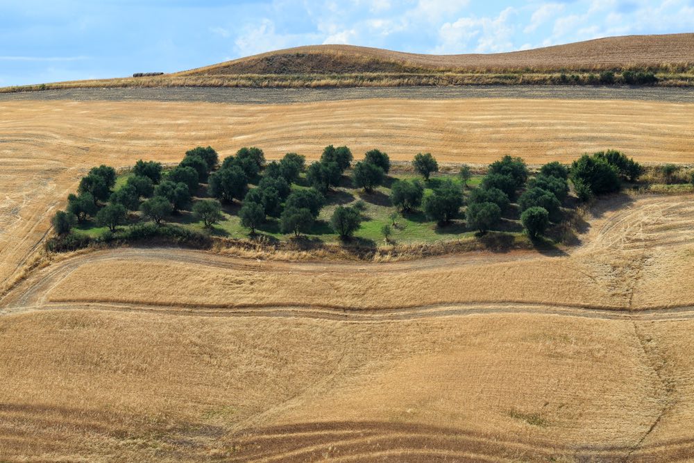 Piantagione di ulivi nelle Crete senesi