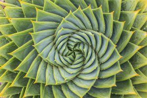 Perfetta spirale al centro di una pianta di aloe
