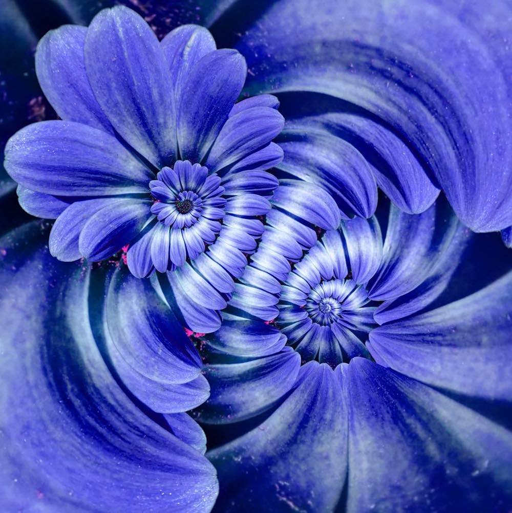 Doppia spirale in fiori color magenta