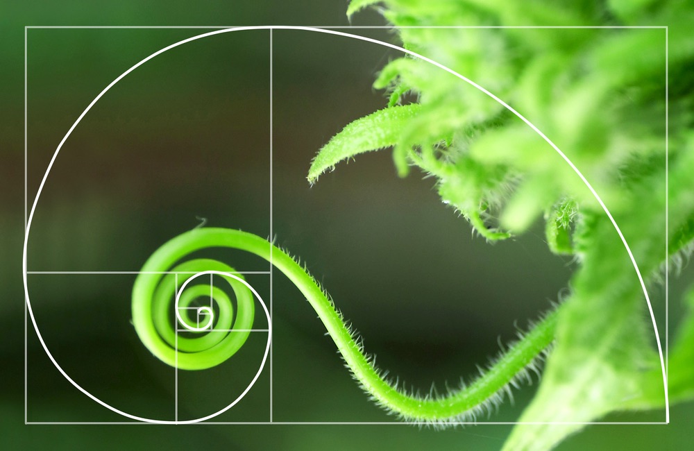La sezione aurea nella spirale formata da un convolvolo di vite