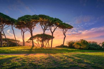 Pini al tramonto nel Golfo di Baratti, località della Costa degli Etruschi in Toscana