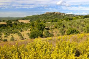 Il verde territorio di Civitella Paganico a cavallo tra Maremma Grossetana e Colli Senesi