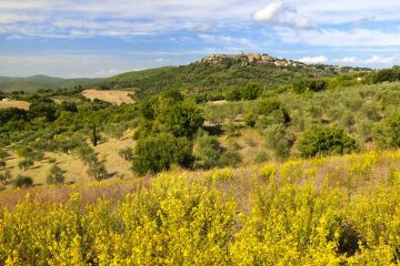 Il verde territorio di Civitella Paganico a cavallo tra Maremma Grossetana e Colli Senesi
