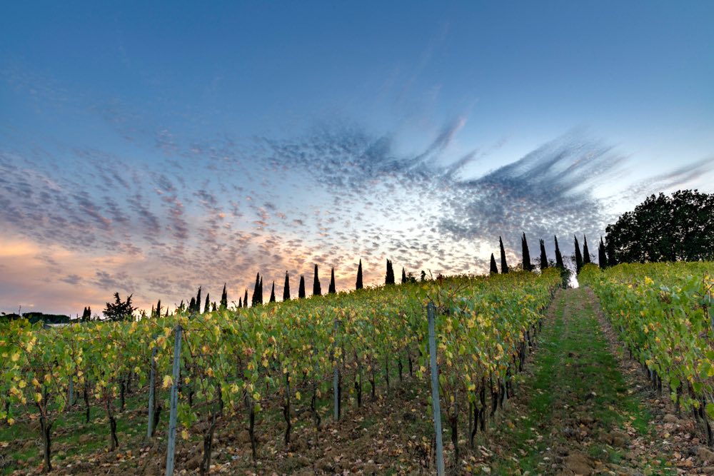 Vigne per la produzione del vino Carmignano DOCG