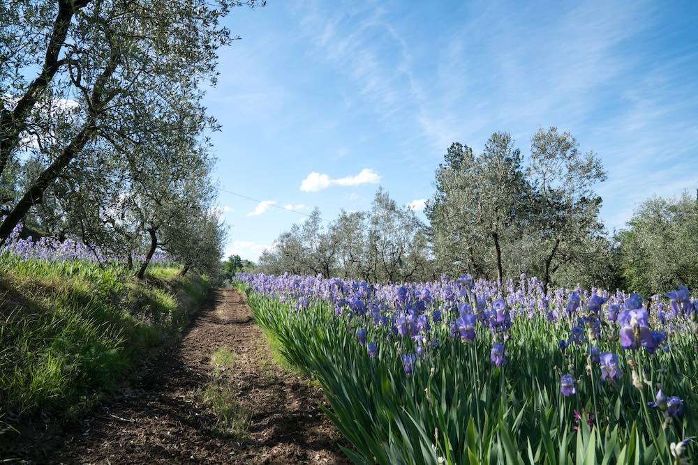 Campo di iris florentina in Toscana
