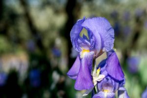 Un giaggiolo viola, conosciuto anche come iris florentina