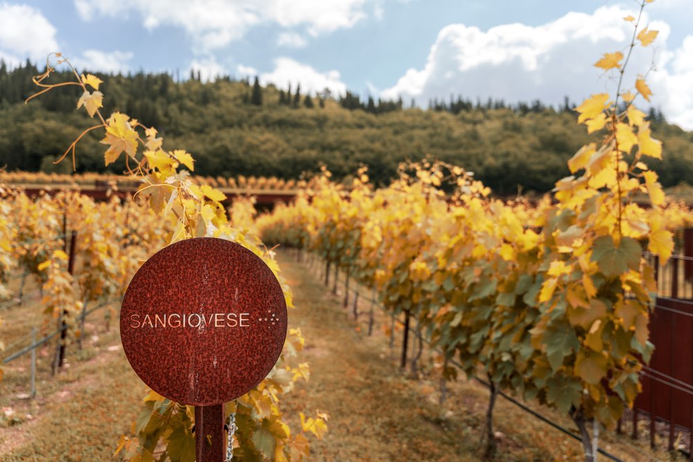 Cartello con scritto Sangiovese nelle vigne di un'azienda toscana in autunno