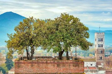 Gli alberi sulla cima della Torre Guinigi di Lucca
