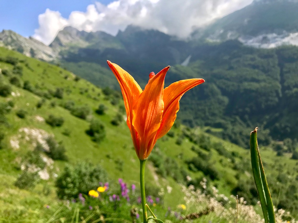 Giglio di San Giovanni, Lilium Bulbifero, sulle Alpi Apuane in Val Serania