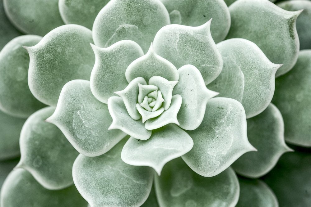 Geometria sacra al centro del cactus, fiore della vita