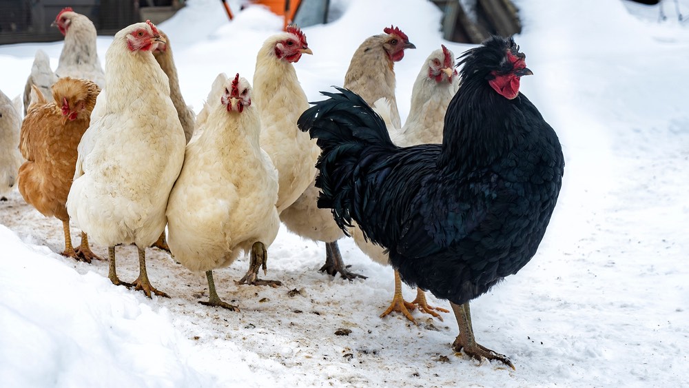 Gruppo di galline cammina in fila nella neve