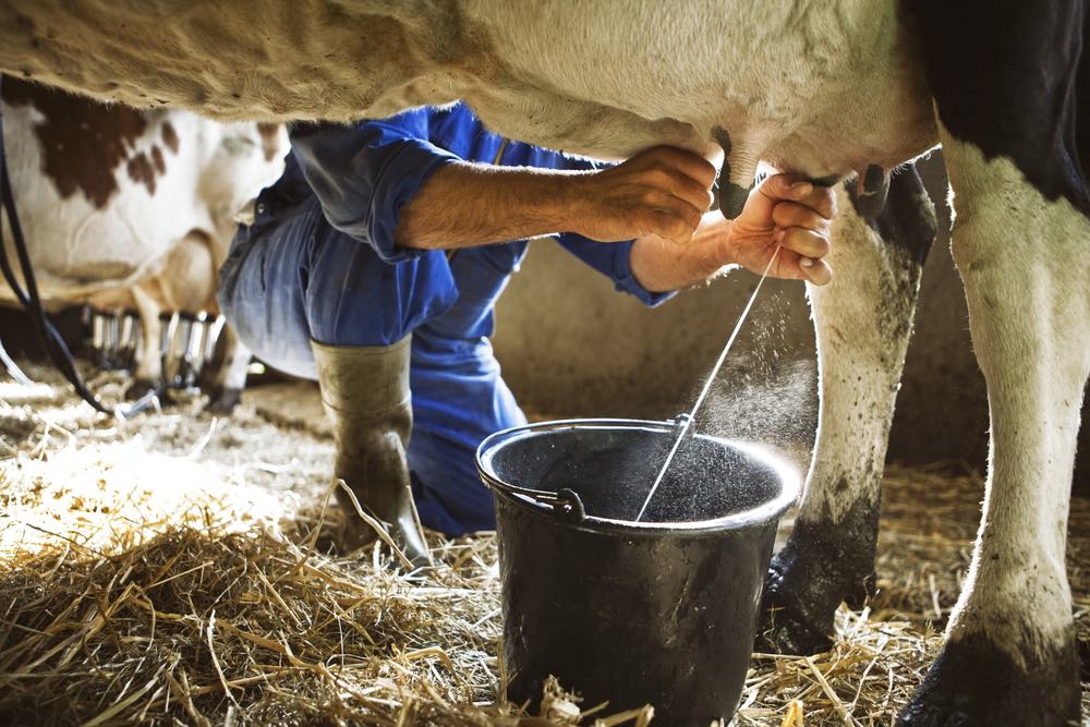 Mungitura del latte di una mucca in Toscana