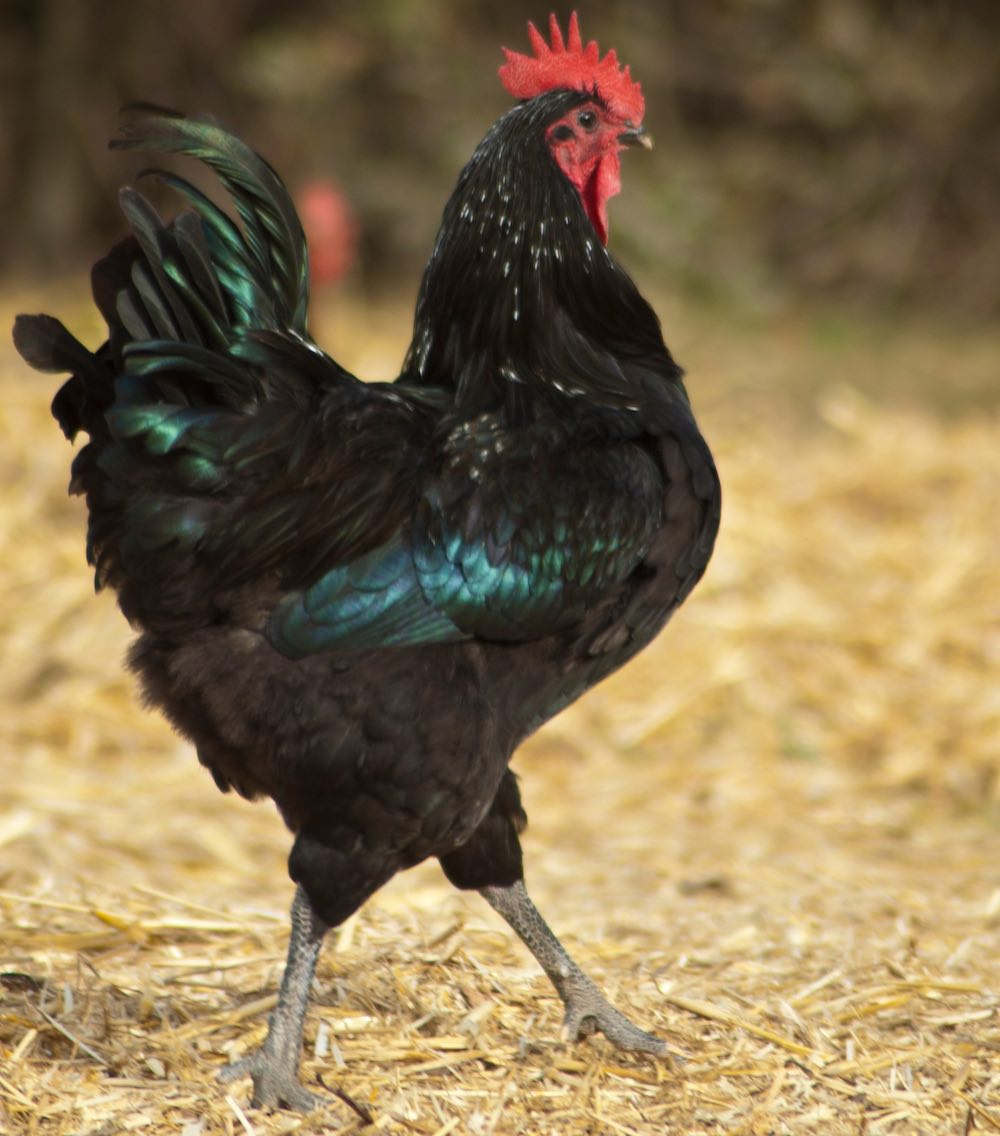 La Valdarno nera è una delle razze di galline ovaiole toscane