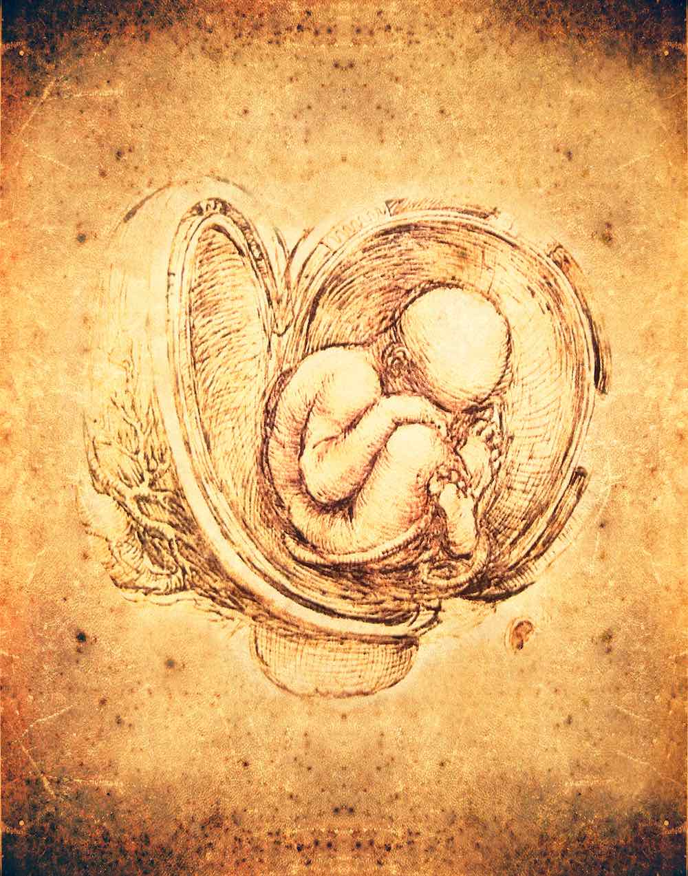 Illustrazione di un feto umano realizzata da Leonardo da Vinci