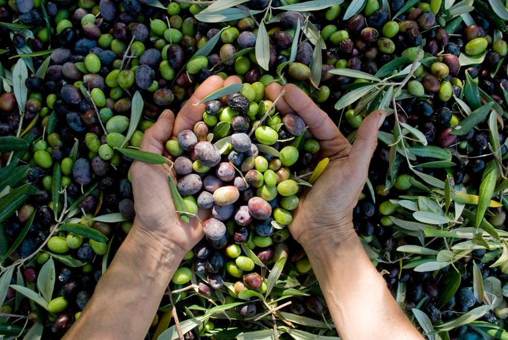 Mani che offrono olive toscane biologiche