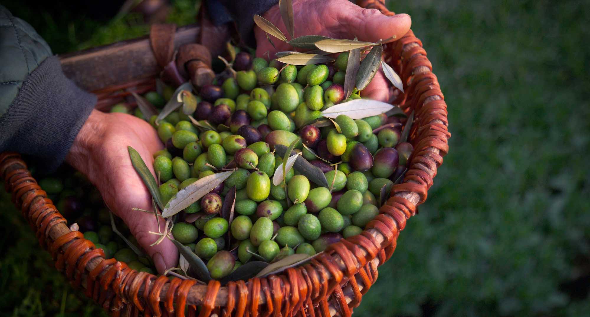 Agricoltore toscano mostra le olive raccolte in un cesto