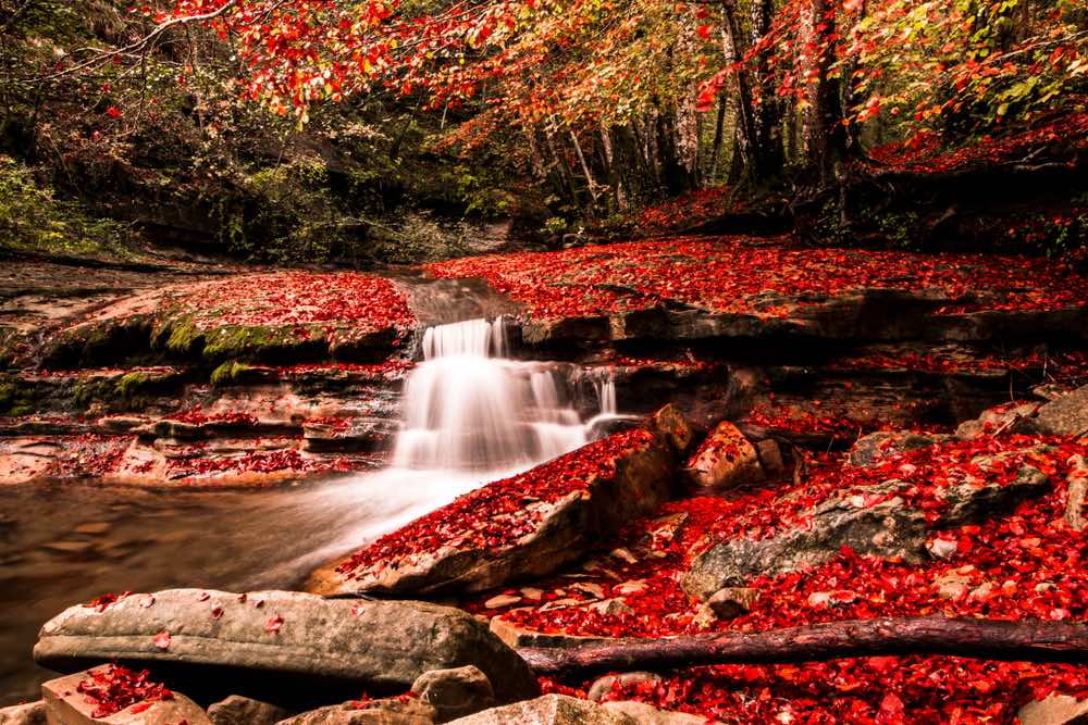 Foliage rosso lungo un torrente nel Parco delle Foreste Casentinesi in autunno