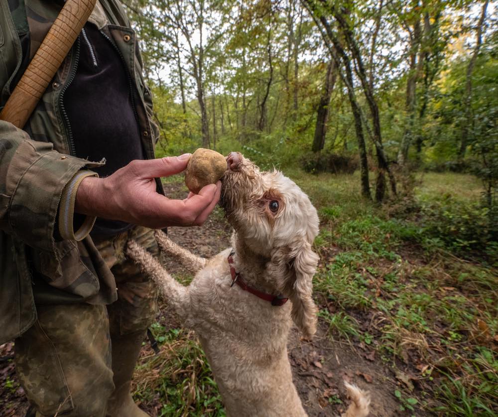 Un cane da tartufo annusa il fungo ipogeo nel bosco