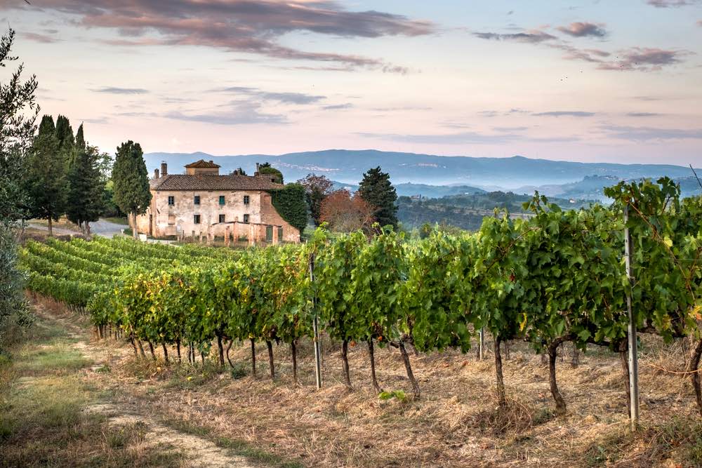 Veduta delle vigne vicino al borgo di Peccioli in Valdera, Toscana