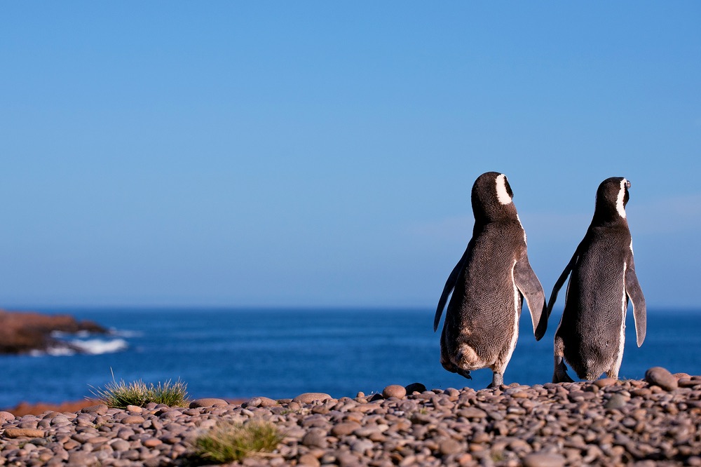 Pinguini in Patagonia argentina