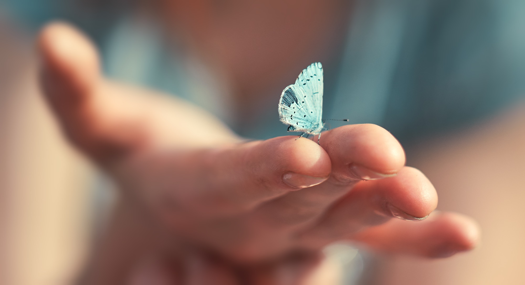 Farfalla celeste posata sulle dita di una mano