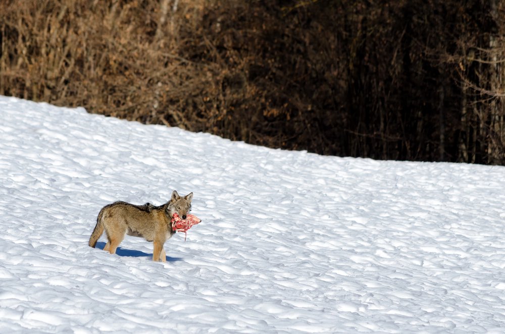 Giovane lupo italiano sulla neve in Piemonte nel centro "Uomini e lupi"