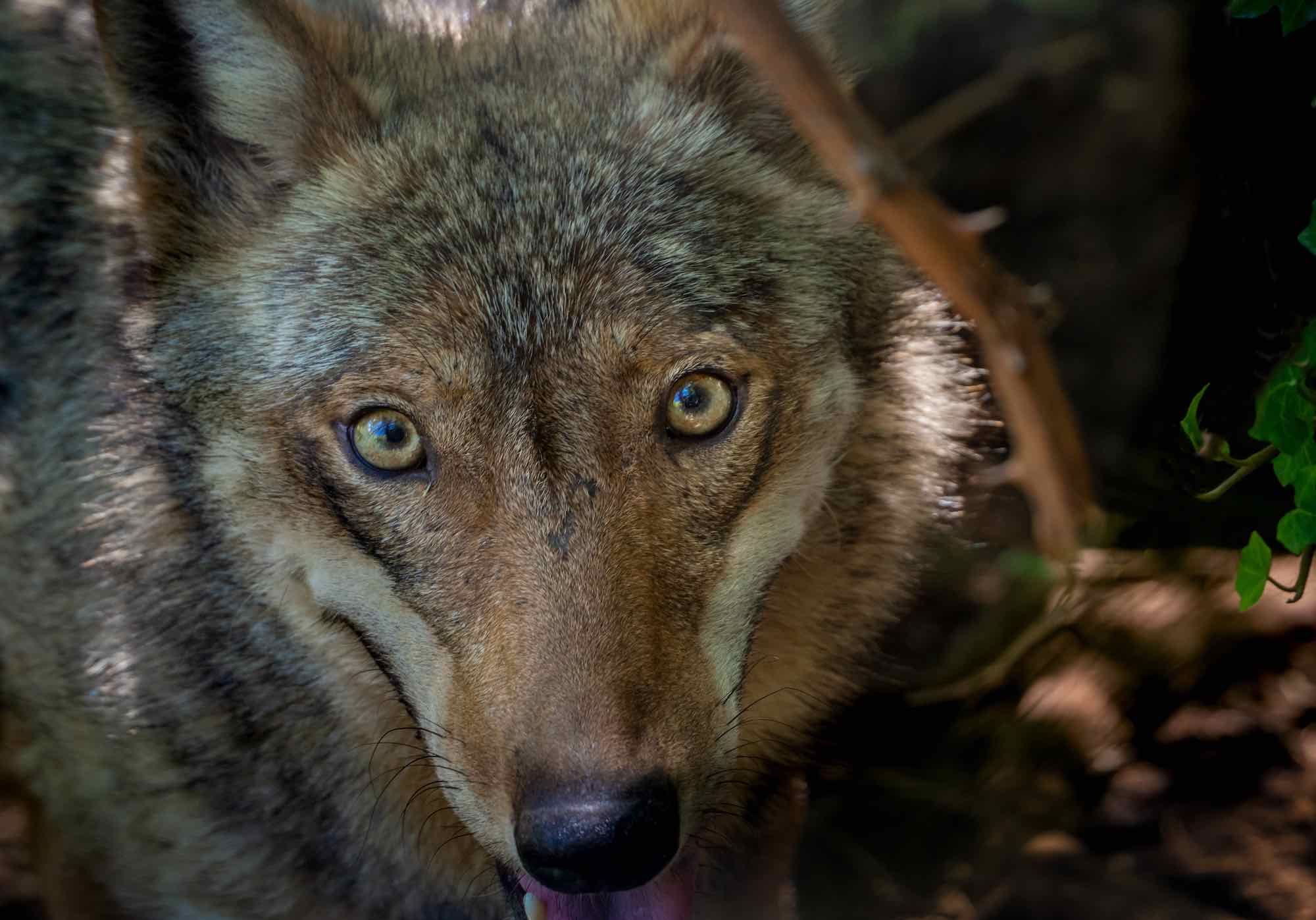 Primo piano del lupo nel Parco Nazionale d'Abruzzo