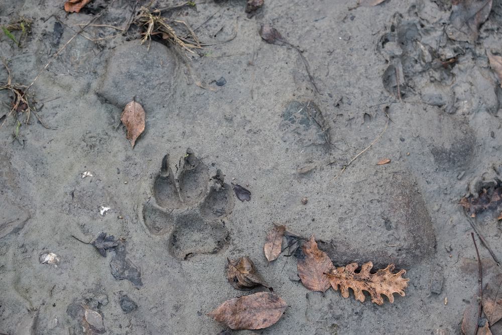 Impronta di zampa di lupo italiano in Toscana