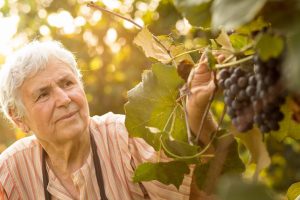 Signora lavora in vigna guardando i grappoli d'uva