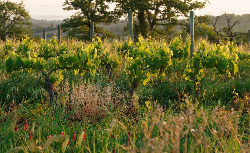 Vigne biodinamiche in Toscana