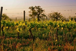 Vigne biodinamiche in Toscana