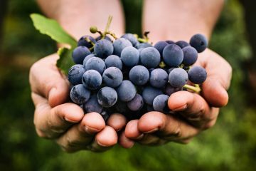 Grappolo di uva nelle mani di un contadino