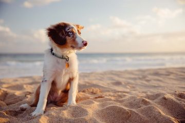 Cane in spiaggia pet friendly in Toscana