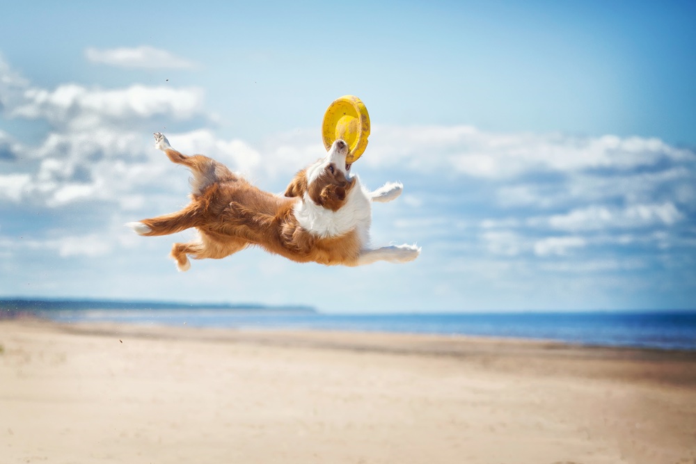 Cane gioca con frisbee in spiaggia pet friendly in Toscana