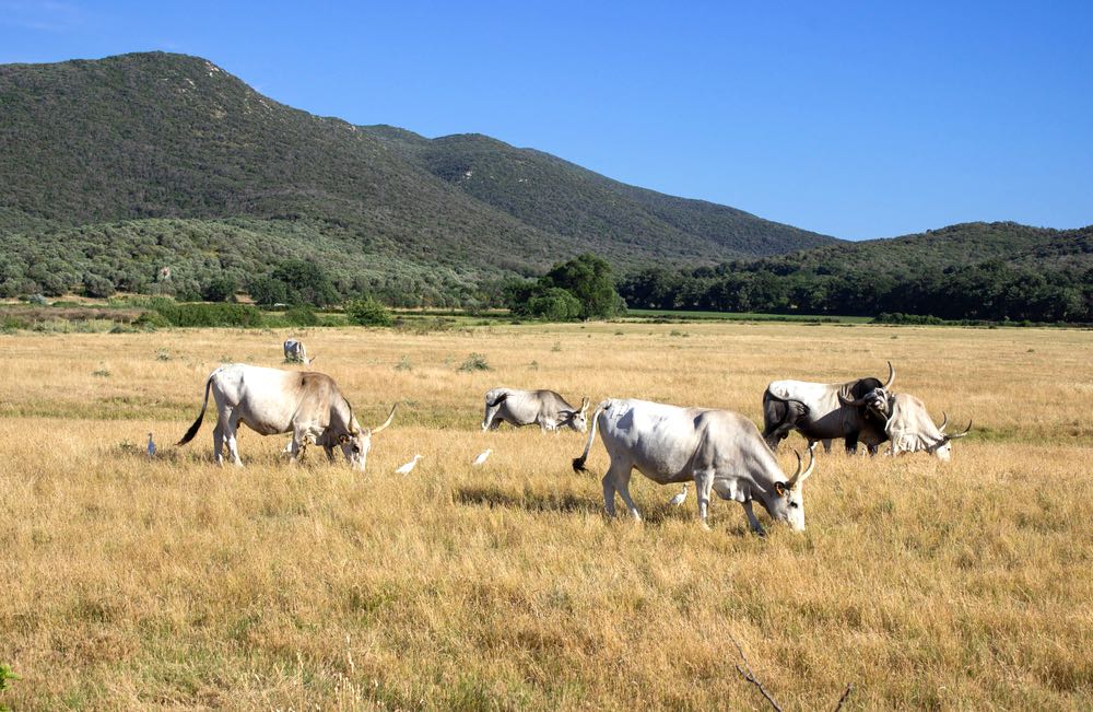 Parco della Maremma toscana con vacche al pascolo