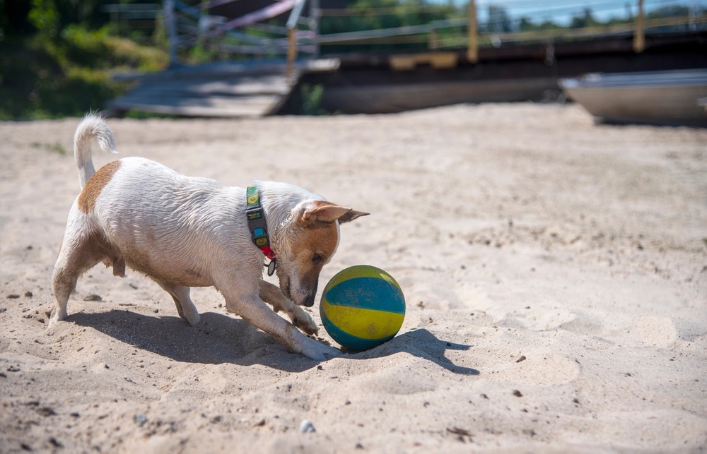 Cane gioca in spiaggia con una palla