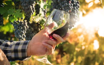 Sommelier ruota bicchiere di vino rosso in una vigna in Toscana