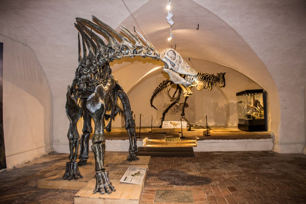 Scheletro di dinosauro al Museo di Storia Naturale di Calci, Toscana