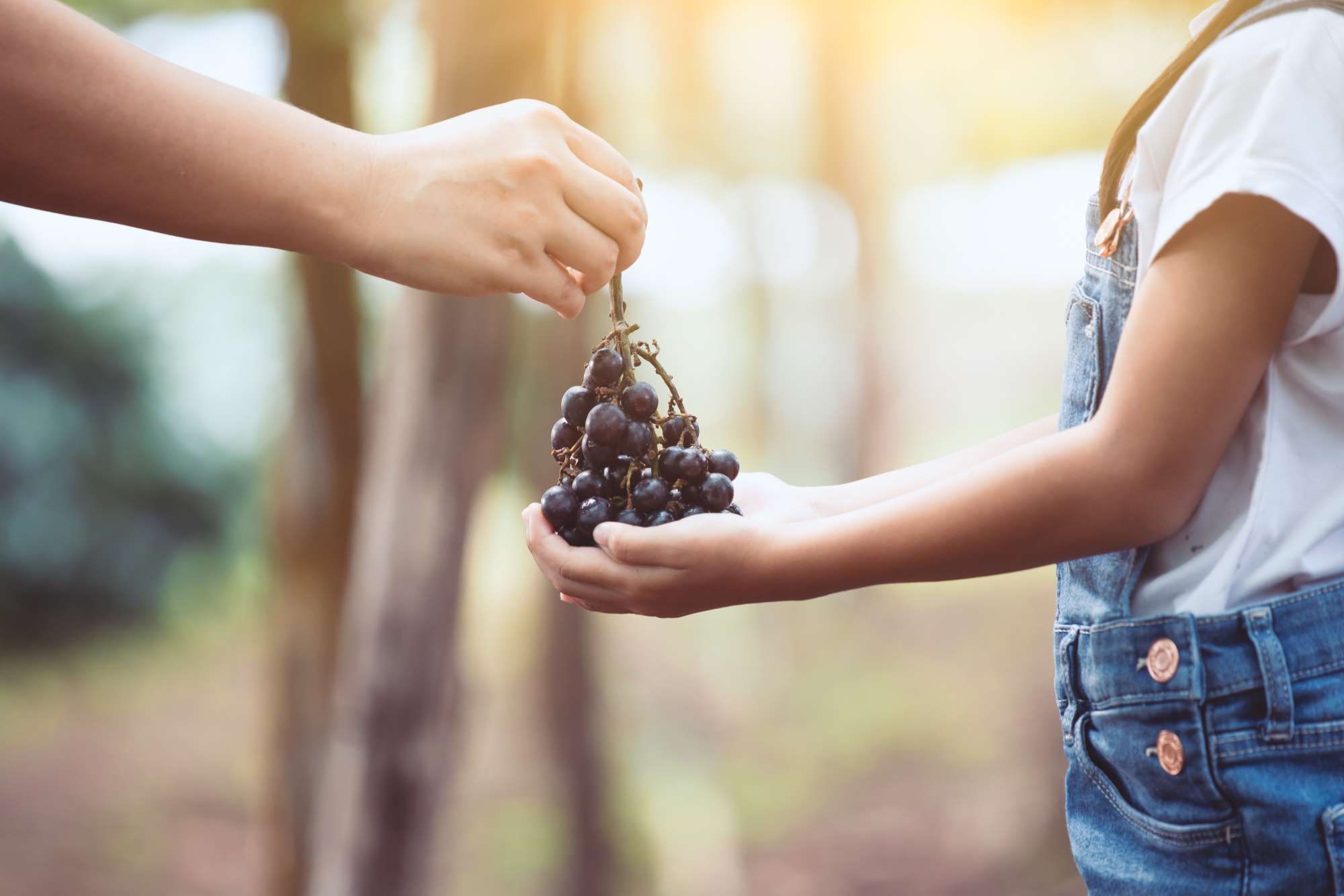 Bambina riceve un grappolo d'uva durante la vendemmia