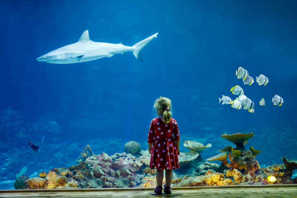 Una bambina davanti ad un acquario con uno squalo che nuota