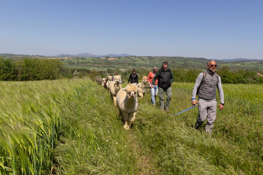 Trekking con alpaca in Toscana con l'azienda Albus Alpaca