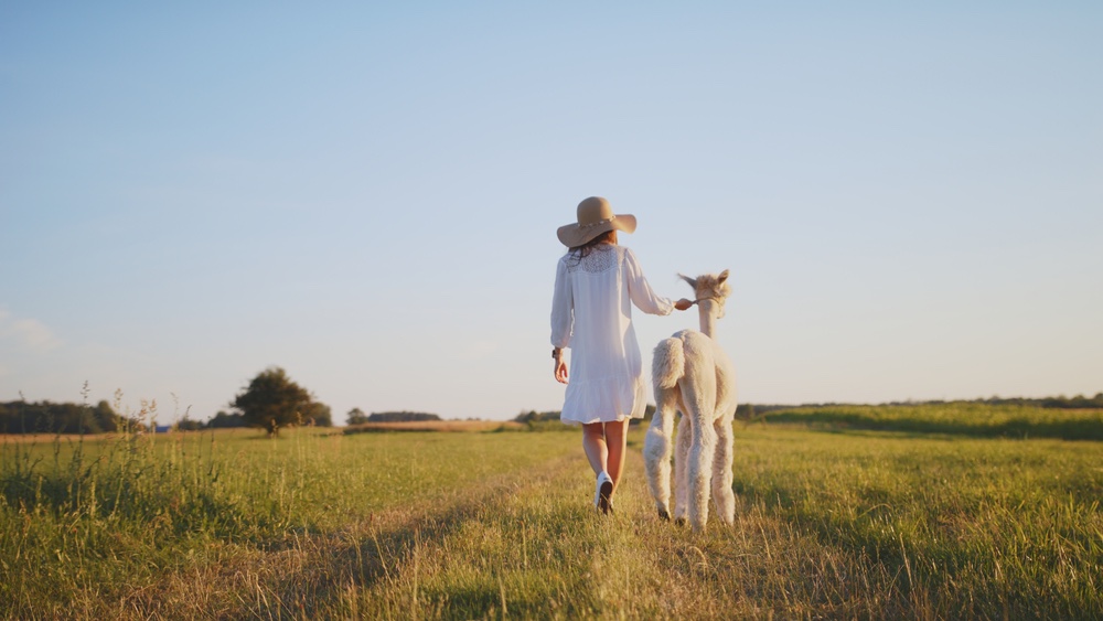 Ragazza cammina in campagna con alpaca