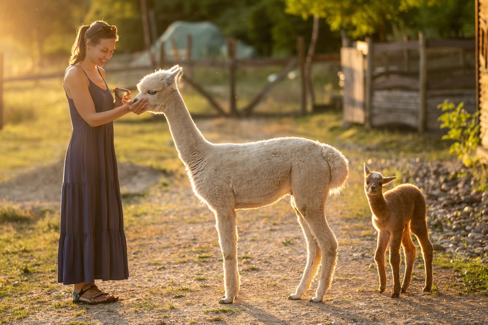 Donna dà da mangiare a un'alpaca e al suo cucciolo